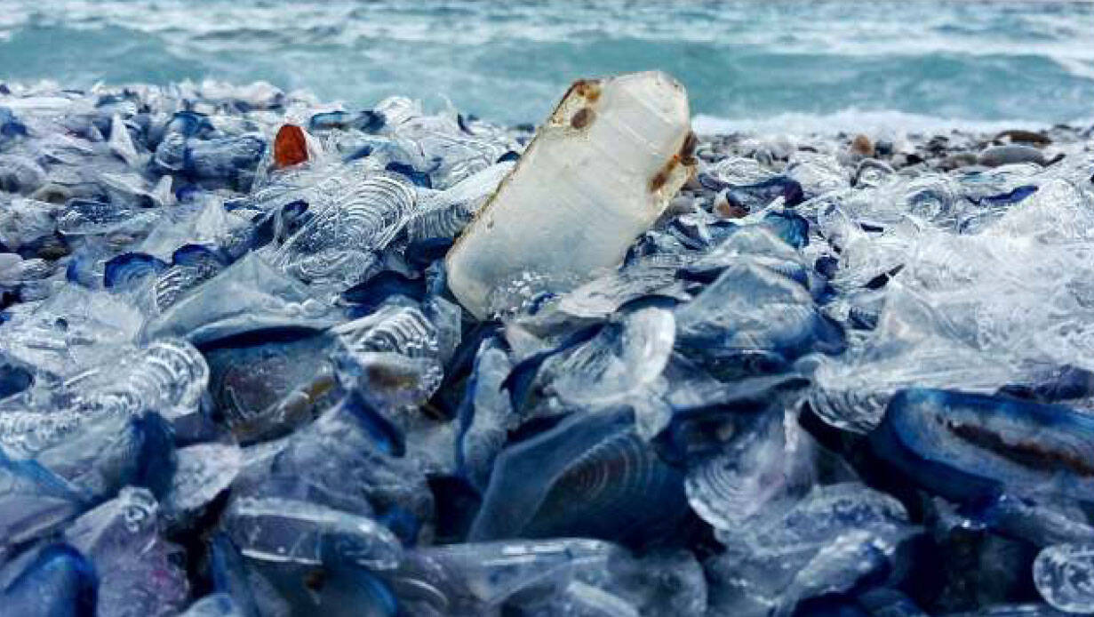 Marine Litter: a Borghetto Santo Spirito, Finale Ligure, Loano gli studenti imparano ad andare “a caccia” sui rifiuti marini